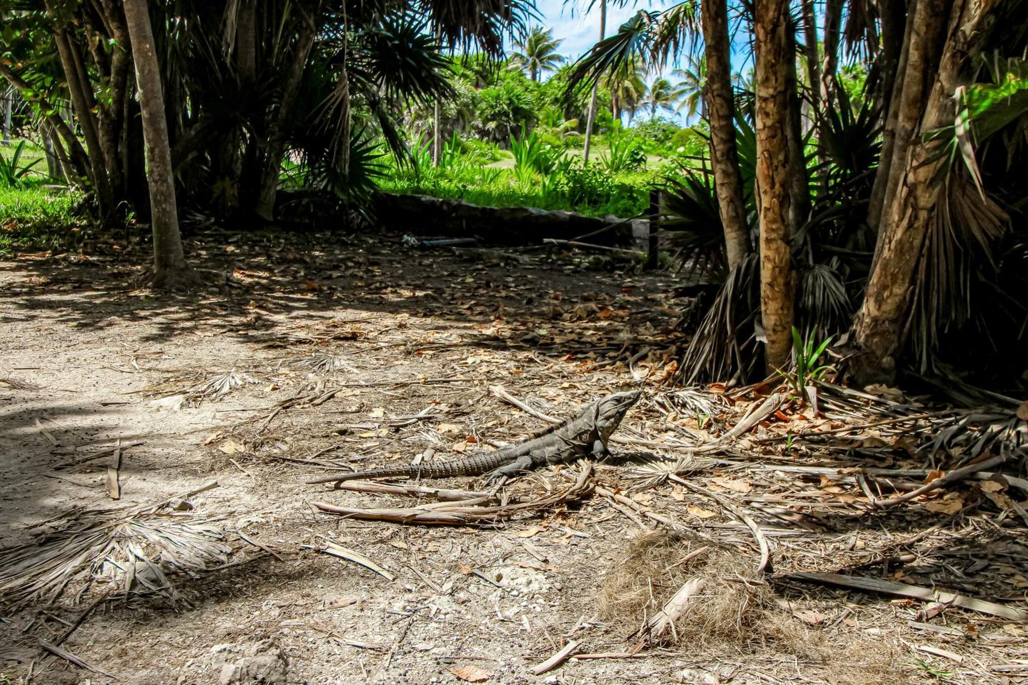 Villa Tankah Mandala Tulum Esterno foto